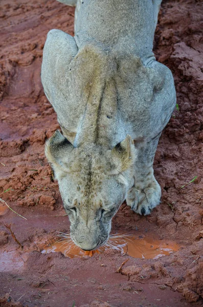 在肯尼亚东部的Tsavo Lioness喝着水坑里的红水 — 图库照片