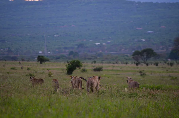 Leeuwenfamilie Gaat Jagen Bij Zonsondergang Tsavo East Kenia Afrika — Stockfoto