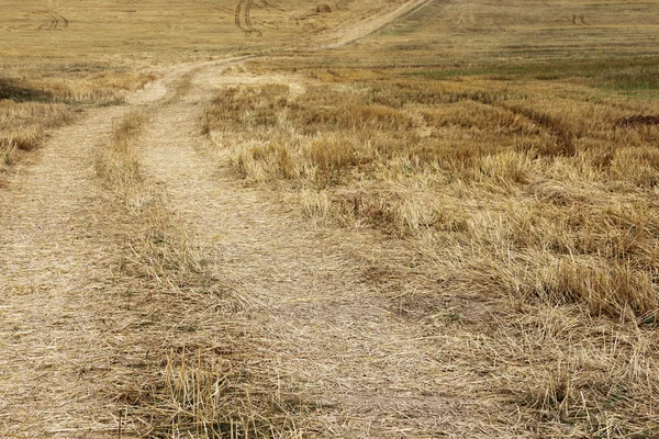 Campo de trigo después de la cosecha —  Fotos de Stock