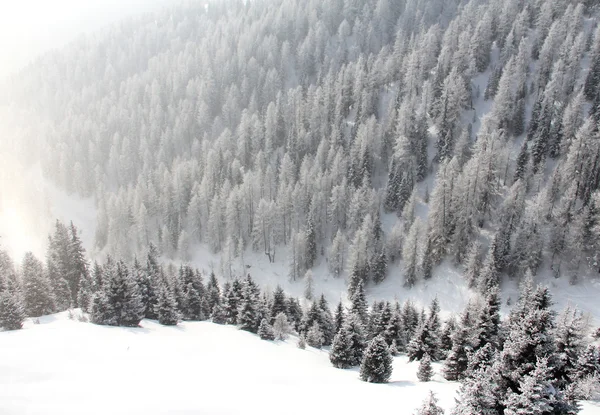 Krásný les v zimních horách — Stock fotografie