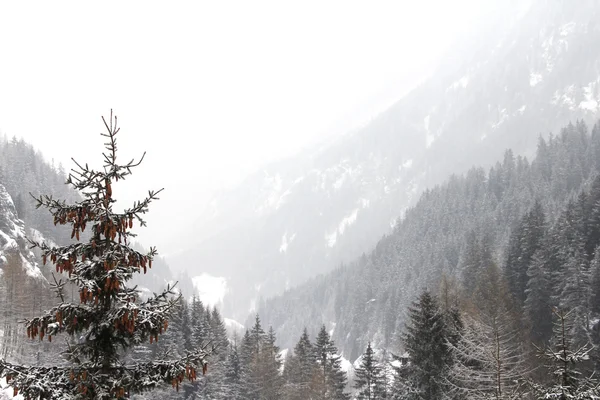 美丽的森林在冬天山 — 图库照片