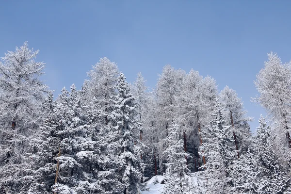 Hermoso bosque en las montañas de invierno — Foto de Stock