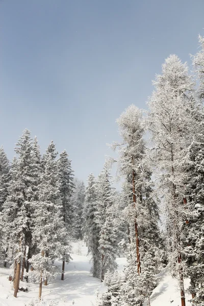 Bella foresta nelle montagne invernali — Foto Stock