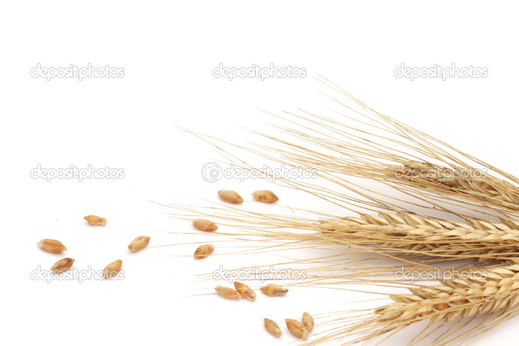 Wheat ears