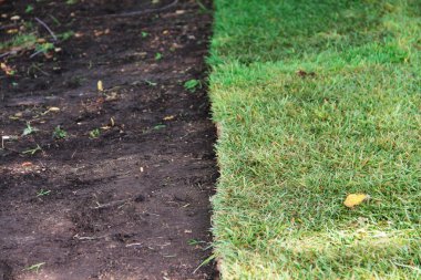 yeşil çim çimen ve kahverengi toprak