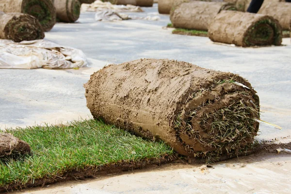 Turf grass rolls — Stock Photo, Image