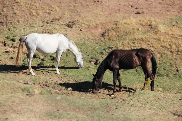 Andalusische Pferde auf der Weide — Stockfoto