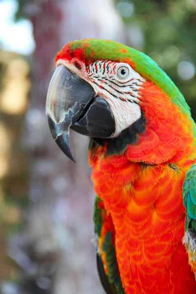 Macaw portrait — Stock Photo, Image