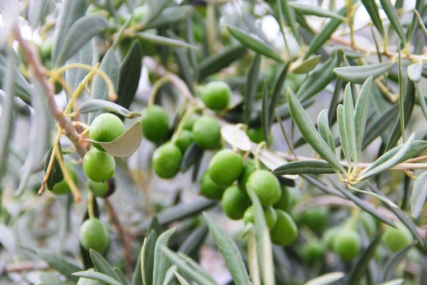 Olive su un ramo — Foto Stock