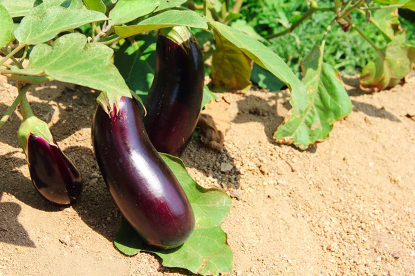 Aubergine frukter som växer i trädgården — Stockfoto