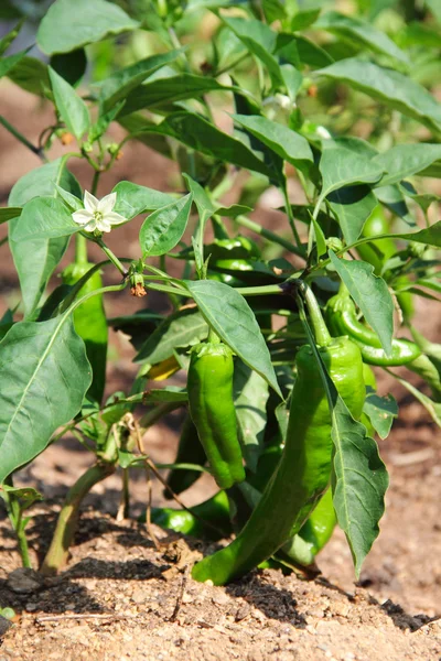 Green pepper plant — Stock Photo, Image