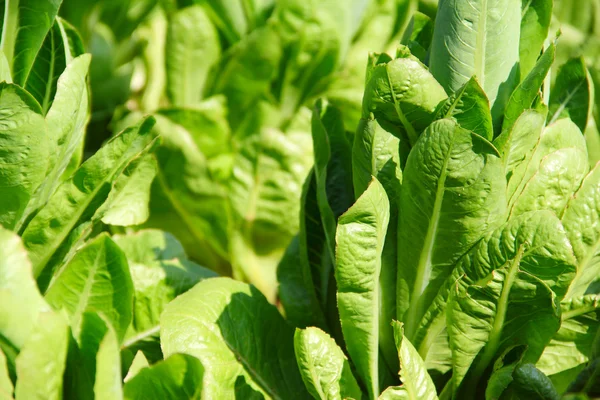 Lechuga verde en una cama de jardín — Foto de Stock