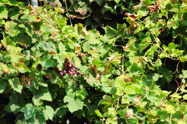 Red Grapes on the Vine — Stock Photo, Image