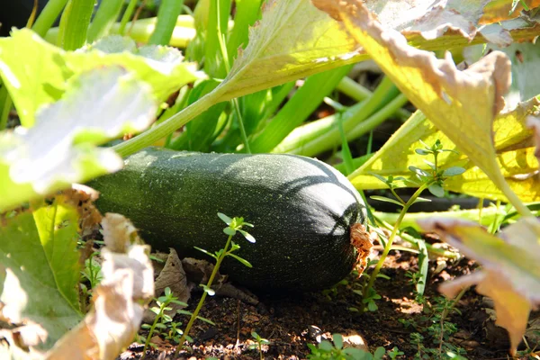 Closeup view of mature zucchini — Stock Photo, Image