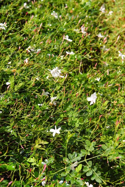 Fleurs blanches fond abstrait — Photo