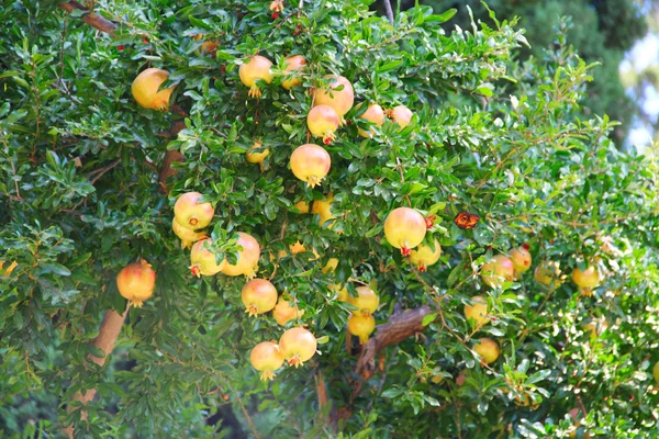 Granatäpplen på trädet — Stockfoto