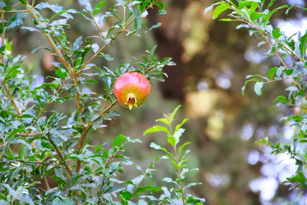 Ağaçtaki nar meyvesi. — Stok fotoğraf