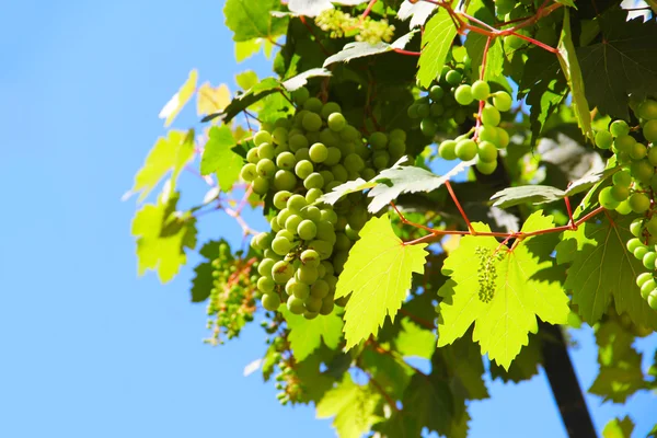 Green grapes on vine — Stock Photo, Image
