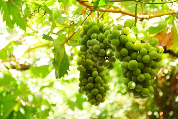 Green grapes on vine — Stock Photo, Image