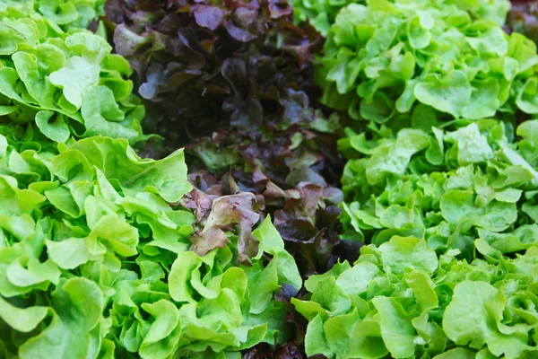 Lechuga roja y verde —  Fotos de Stock