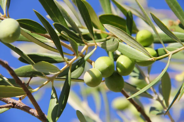 Ελιές σε κλαδί — Φωτογραφία Αρχείου