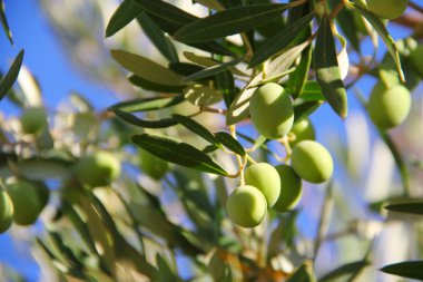 Bir dalda zeytin