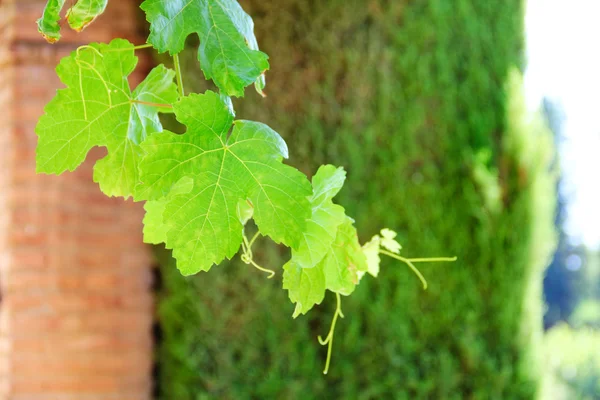 Branche de vigne — Photo
