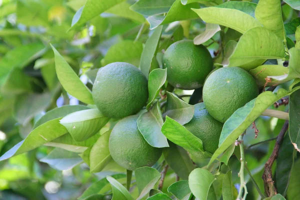 Limes on tree — Stock Photo, Image