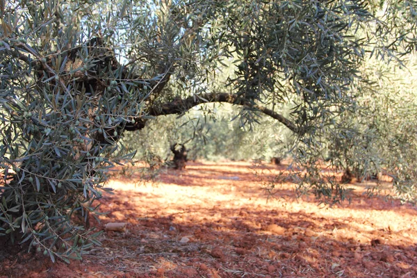 Olive trees in garden — Stock Photo, Image