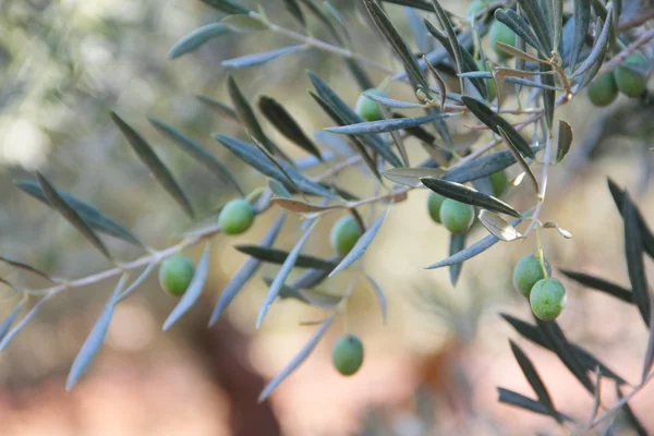 Оливки на гілці — стокове фото