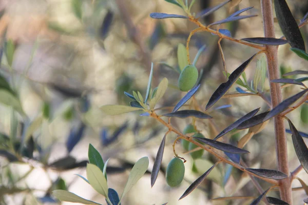 Oliven auf einem Zweig — Stockfoto