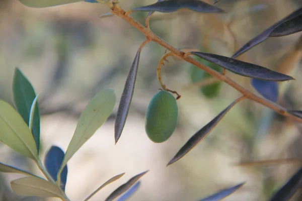 Olive su un ramo — Foto Stock