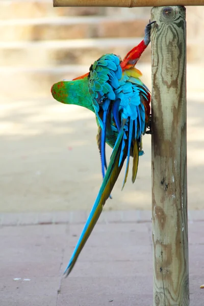 Macaw portrait — Stock Photo, Image