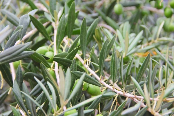 Aceitunas en una rama —  Fotos de Stock