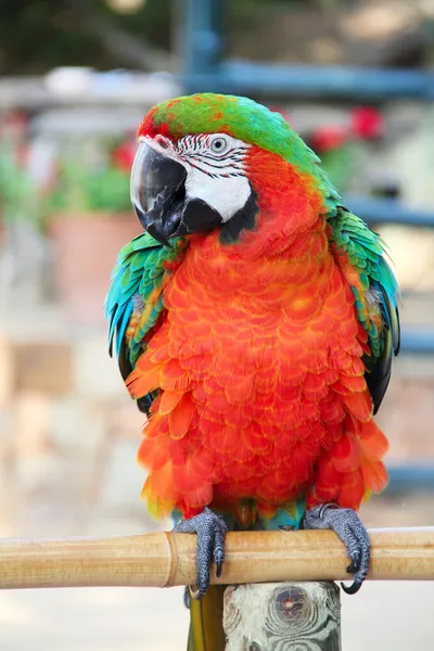 Macaw portrait — Stock Photo, Image