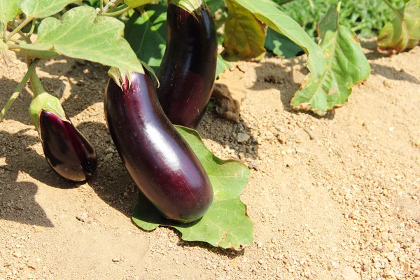 Aubergine frukter som växer i trädgården — Stockfoto