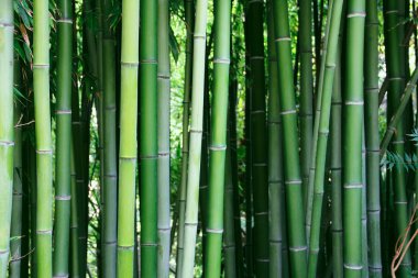 Bambu.