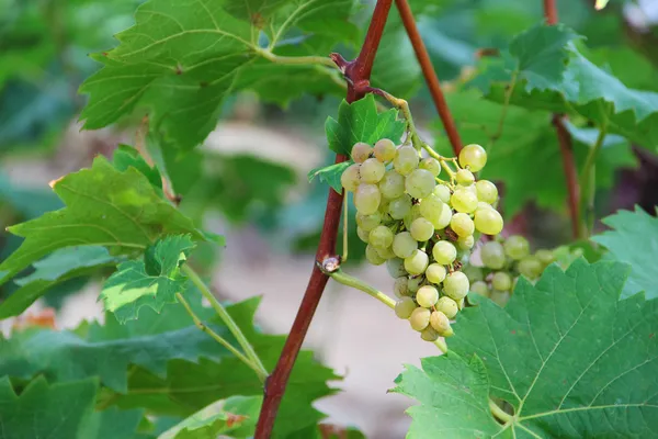 White grapes in the vineyard — Stock Photo, Image