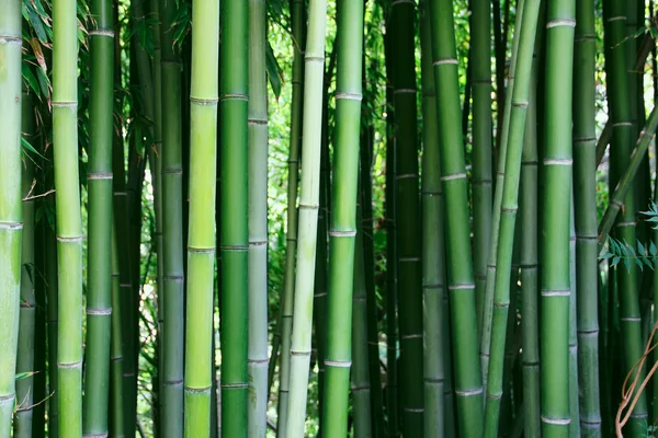 Bambu — Fotografia de Stock