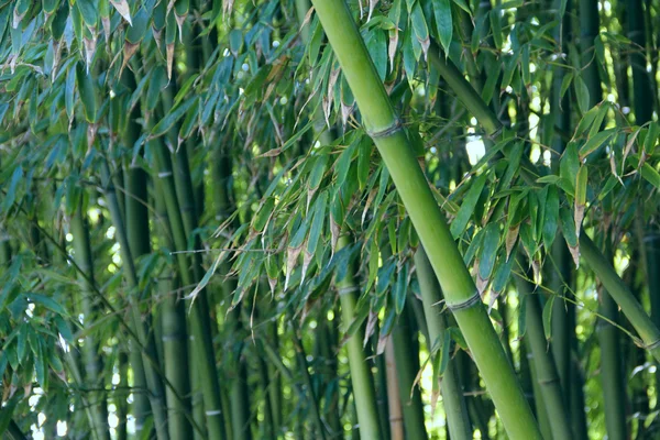 Bambu — Fotografia de Stock