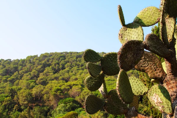 Landskap med kaktus — Stockfoto