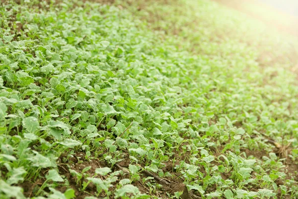 Green seedlings growing out of soil — Stock Photo, Image