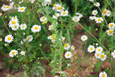 Çayırda papatya çayı