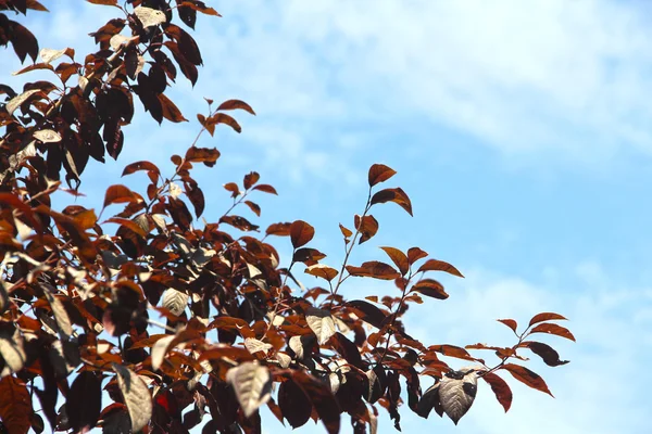 Red Leaf Background — Stock Photo, Image