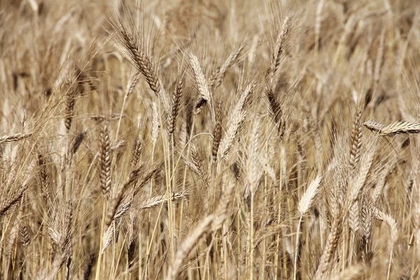 Tarweveld — Stockfoto