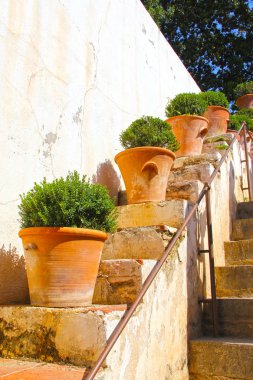 Tencere cypressm ile