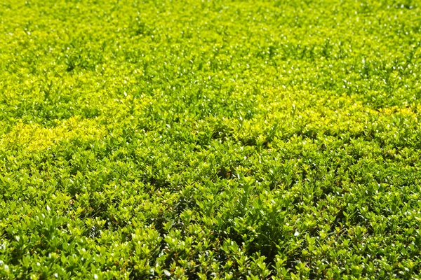 Lo sfondo del cipresso — Foto Stock