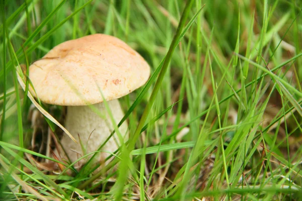 Boletus Edulis — Stock Photo, Image