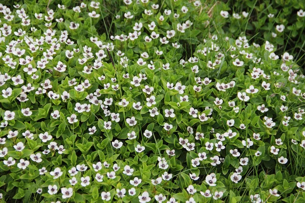 Dwarf Cornel — Fotografie, imagine de stoc