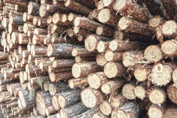 Čerstvě řezané záznamy strom — Stock fotografie
